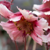 geum Bell's Bank - Abriachan Nurseries, The Garden On Loch Ness